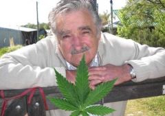 uruguay-marihuana-1