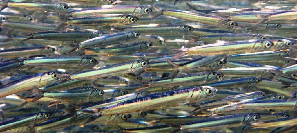 LA REGINA SUL BARILE DI ARINGHE DI&nbsp;BISMARCK