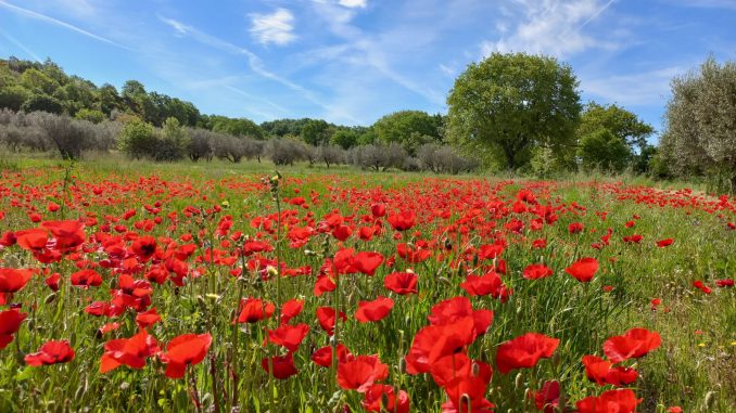 Ali Rashid: Eppure una volta eravamo&nbsp;fratelli
